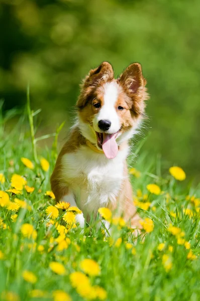 Border ποιμενικού σκύλου κουτάβι στα λουλούδια — Φωτογραφία Αρχείου