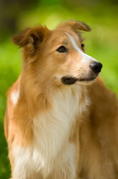 夏の赤いボーダー ・ コリー犬の肖像画 — ストック写真