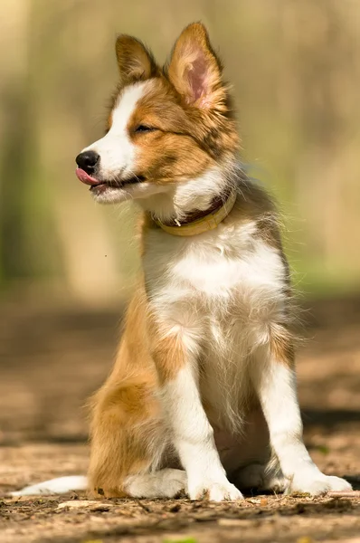 Filhote de cachorro Sable border collie — Fotografia de Stock