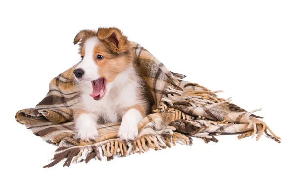 Bordercollie puppy en plaid geïsoleerd op wit — Stockfoto