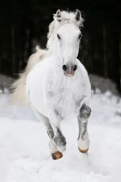 Beyaz lipizzan at dörtnala kışın çalışır. — Stok fotoğraf