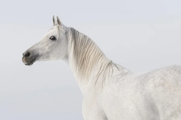 Άσπρο αραβικό άλογο πορτρέτο — Φωτογραφία Αρχείου