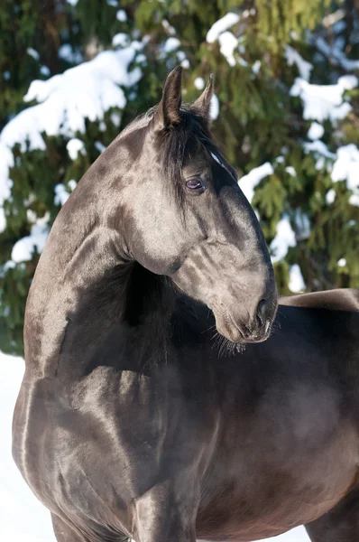 Kladrubhästen svart häst porträtt på vintern — Stockfoto