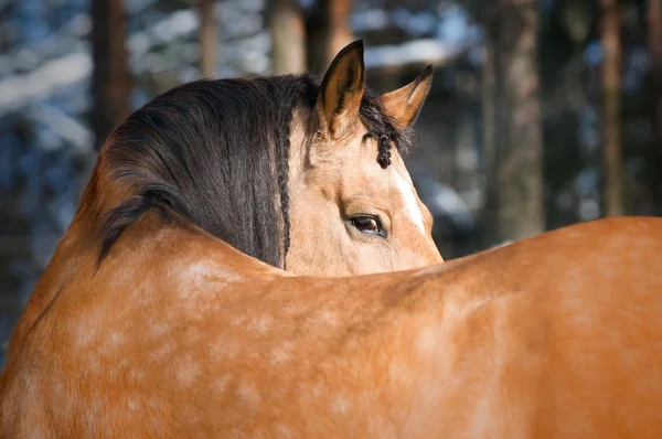 Retrato de cavalo Lusitano dourado no inverno — Fotografia de Stock
