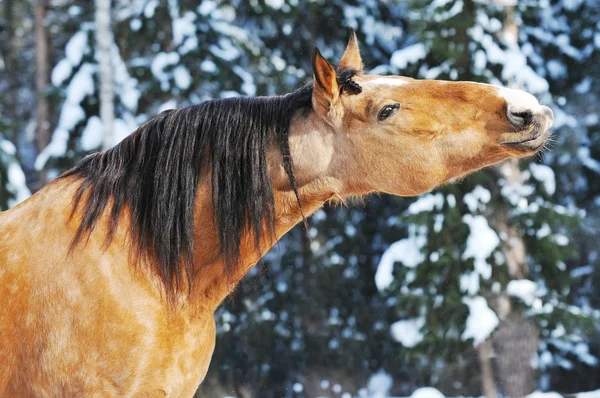 Retrato de garanhão cavalo de ouro no inverno — Fotografia de Stock