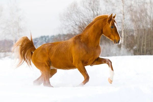 Röd arabian stallion kör galopp i snön — Stockfoto