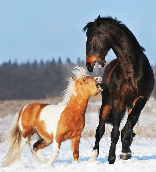 Poney et cheval en hiver — Photo