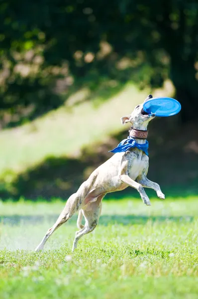 Ταχύπους σκύλος κυνοδρομίας σκυλί και frisbee — Φωτογραφία Αρχείου