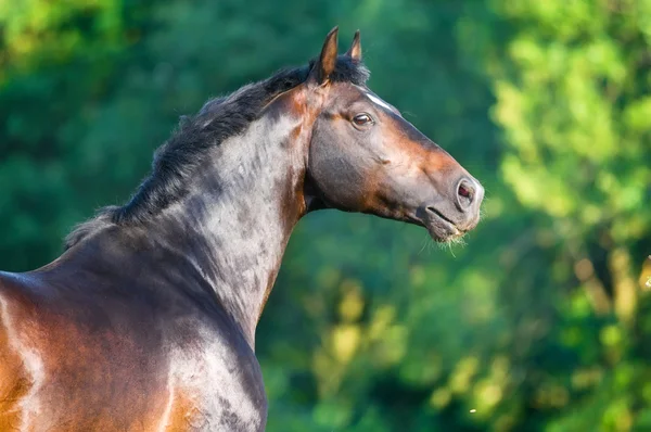 Baai paard portret — Stockfoto