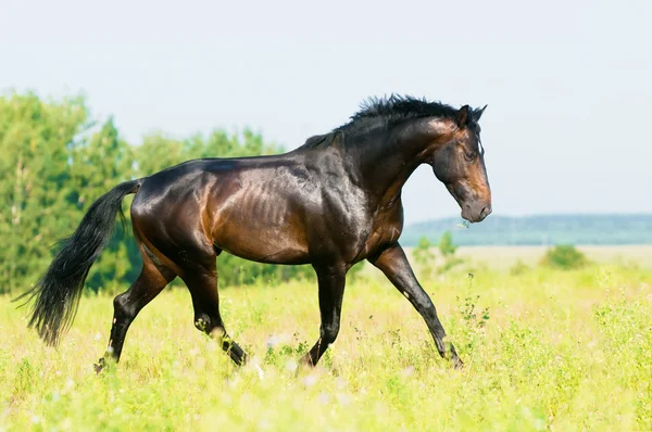 Häst i frihet körs trav på ängen — Stockfoto