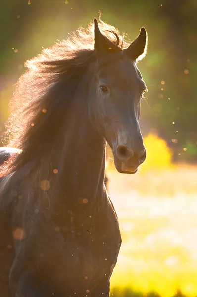 夕日の黄金の光の中で黒い馬 — ストック写真