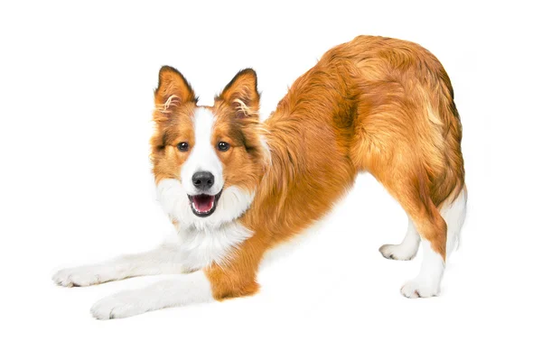 Rand collie puppy geïsoleerd op wit — Stockfoto