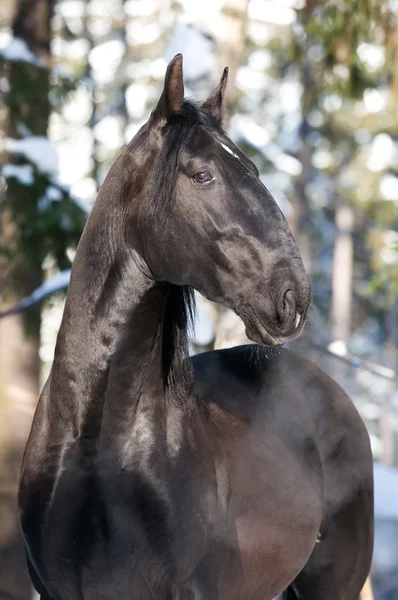 Portrait de cheval noir Kladruber en hiver — Photo