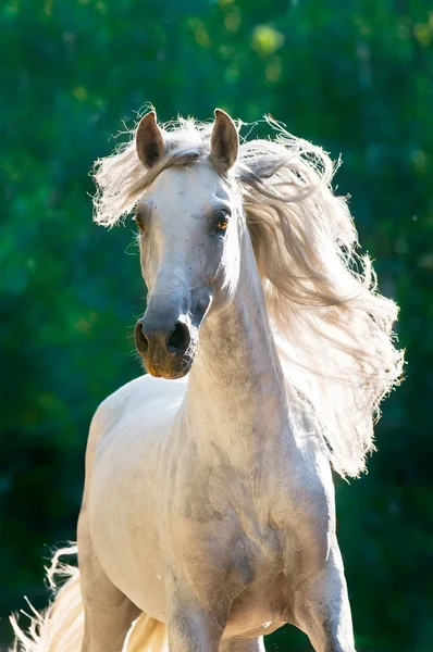 White horse runs gallop front — Stock Photo, Image