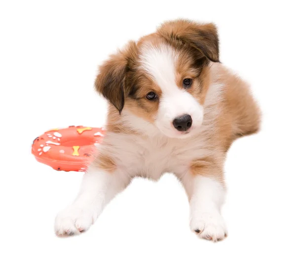 赤 (セーブル) ボーダーコリー子犬 — ストック写真