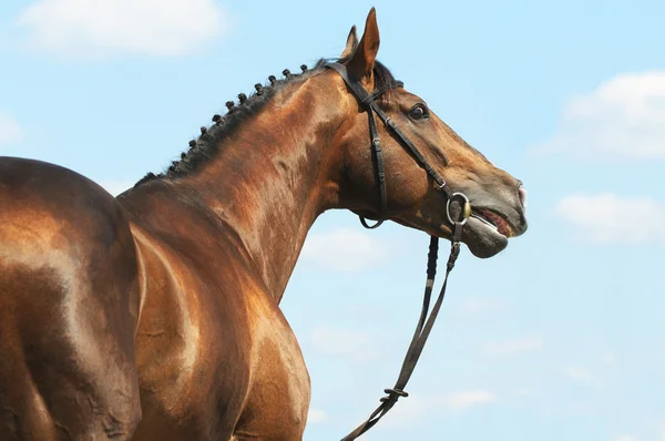 Don kasztanowe koń ogier portret — Zdjęcie stockowe