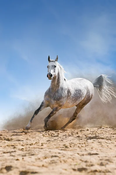 Arabiska hästen körs galopp i dist — Stockfoto
