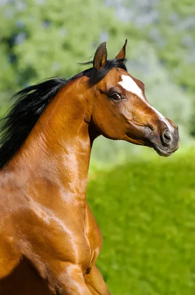 動きの湾のアラビアの馬の肖像画 — ストック写真