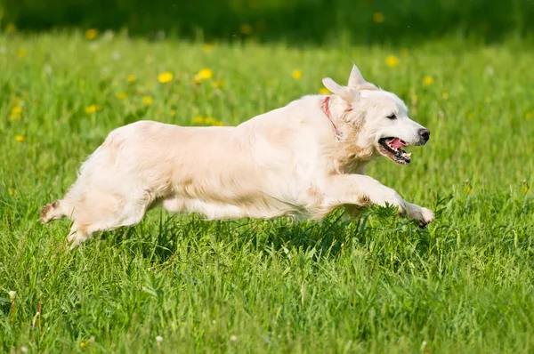 Portret złoty pies myśliwski w ruchu — Zdjęcie stockowe