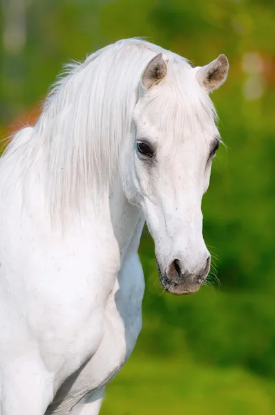 White horse portrait in summer day — Stock Photo, Image