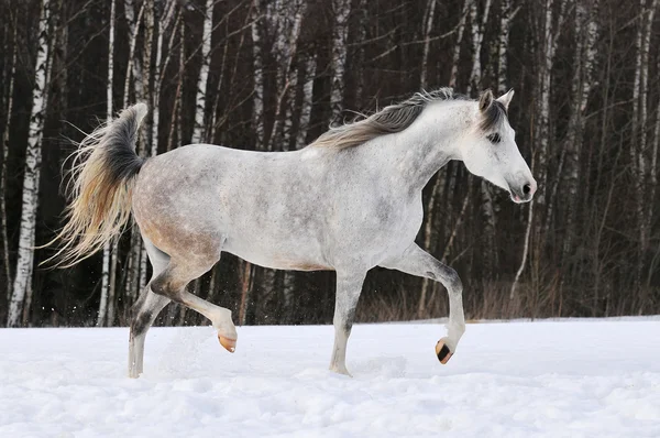 Beautiful white Tersk horse runs on the snow — Stock Photo, Image