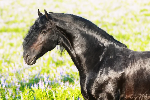 日没のフリージアン馬の肖像画 — ストック写真