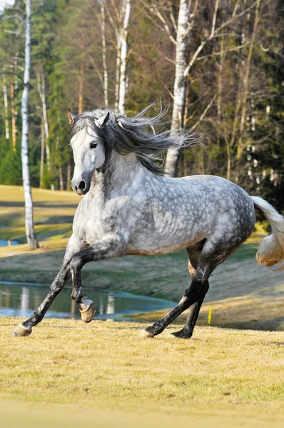 アンダルシアの白い種馬は草原の上 gallom を実行します。 — ストック写真