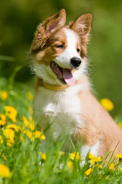 Border ποιμενικού σκύλου κουτάβι στα λουλούδια Εικόνα Αρχείου