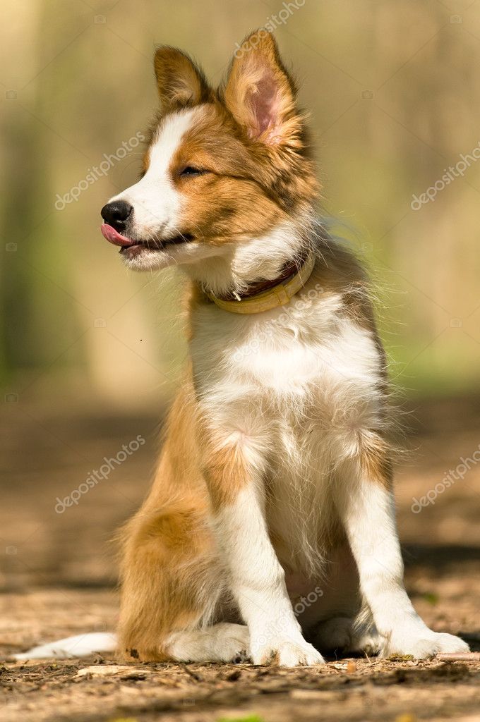 red sable border collie