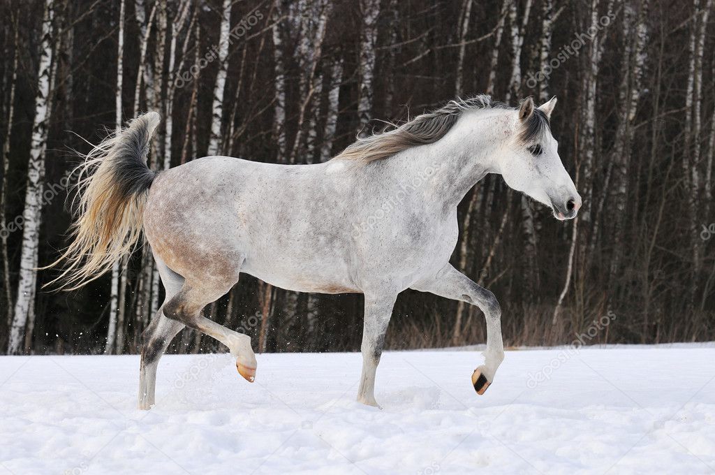 Beautiful white Tersk horse runs on the snow Stock Photo by ©vikarus ...