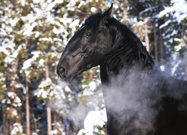 Black Kladruber horse portrait in winter clipart