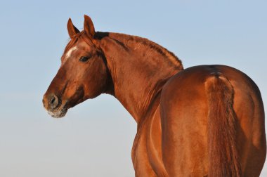 Red Budenny stallion portrait on sky background clipart