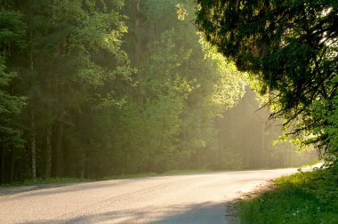 Günbatımında orman yolu