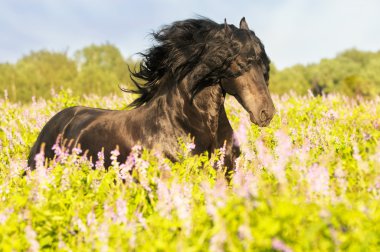 Black friesian horse on the meadow clipart