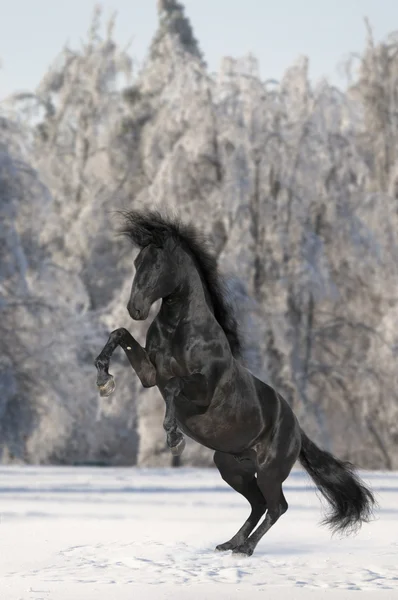 黒 kladruber 馬 — ストック写真