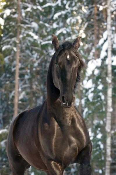 Black Kladruber horse runs gallop — Stock Photo, Image