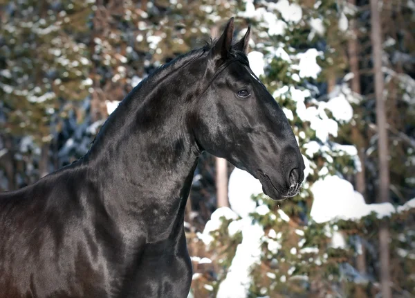Retrato de cavalo preto Kladruber no inverno — Fotografia de Stock