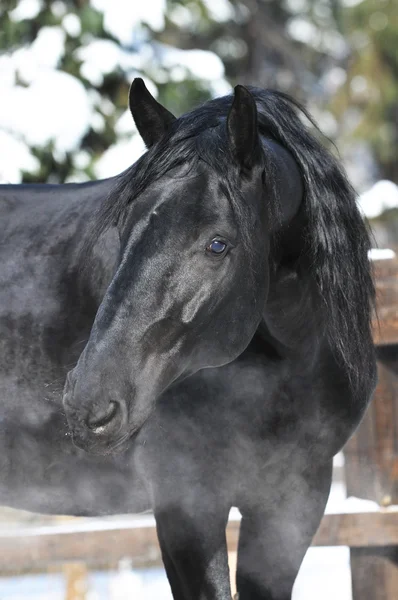 Czarny koń kladrubski konia portret w zimie — Zdjęcie stockowe