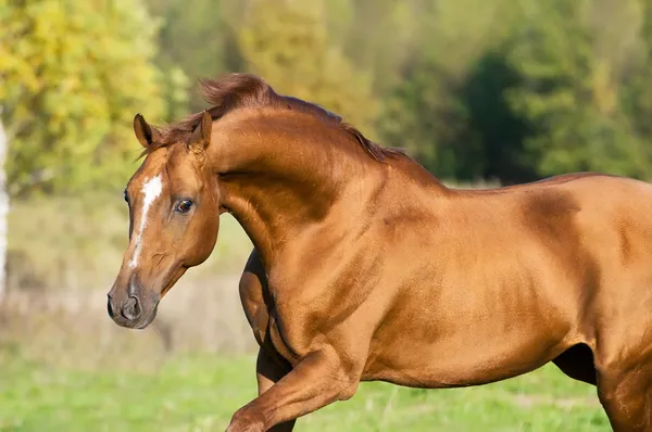 Golden Don cavalo garanhão corre galope — Fotografia de Stock
