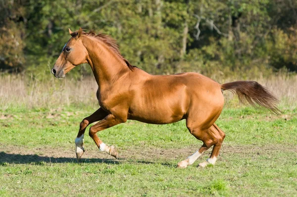 Golden Don cheval étalon cours galop — Photo