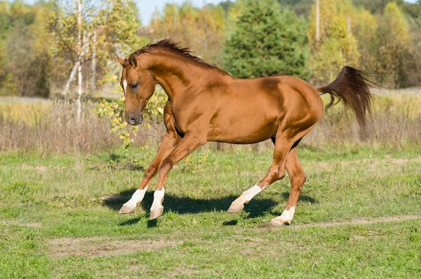 Золотой конь скачет галопом — стоковое фото