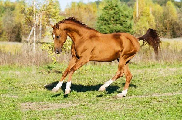ゴールデン ドン馬の種牡馬ギャロップを実行します。 — ストック写真