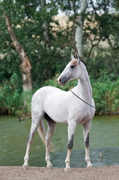 Branco akhal-teke cavalo garanhão retrato no verão — Fotografia de Stock