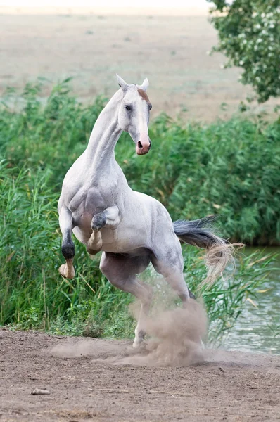 Vit akhal-teke häst hingst stående på sommaren — Stockfoto