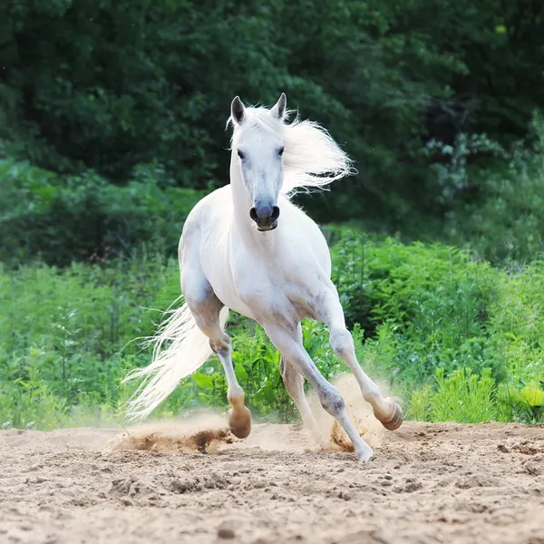 Cavalo branco corre na areia — Fotografia de Stock