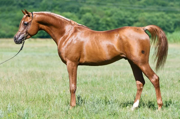 Röd arabian stallion porträtt i sommar — Stockfoto