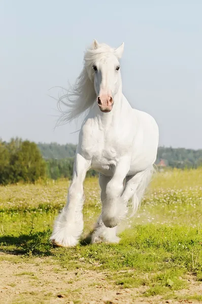Beyaz shire atı dörtnala yaz aylarında çayır üzerinde çalışır — Stok fotoğraf