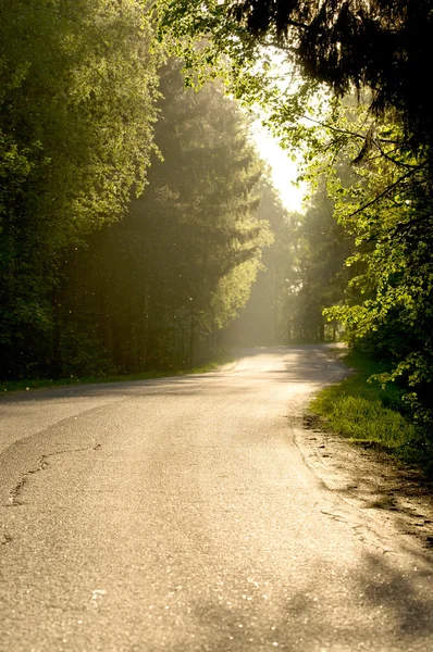 Stock image Forest road in the sunset