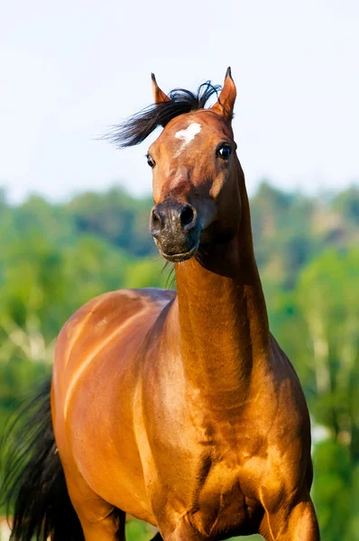 Bay arabian horse portrait in motion — Stock Photo, Image