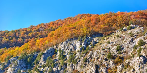 Stock image Autumn wood on a rock